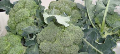 økologisk broccoli