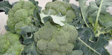 økologisk broccoli